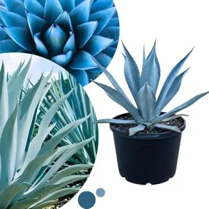 Blue Agave Live Plant – Hardy Succulent – 1.5-2 ft Tall – 3 Gallon Nursery Pot – Outdoor - Image 5