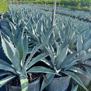 Blue Agave Live Plant - Hardy Succulent, 1.5-2 Ft Tall in 3 Gallon Pot - Image 8