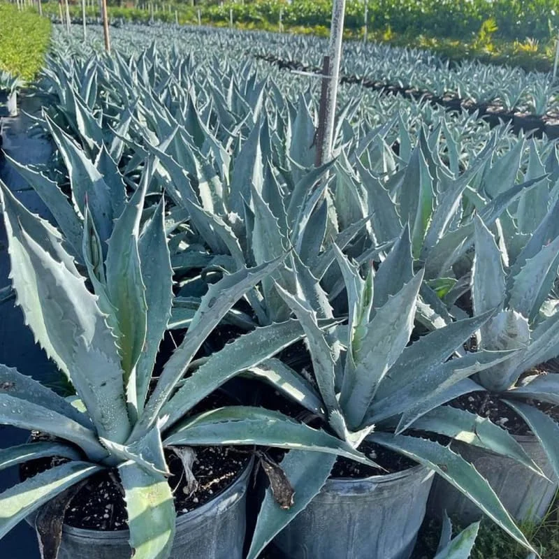 Blue Agave Live Plant - Hardy Succulent, 1.5-2 Ft Tall in 3 Gallon Pot - Image 8