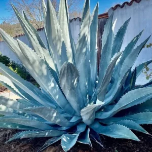 Blue Agave Live Plant - Hardy Succulent, 1.5-2 Ft Tall in 3 Gallon Pot - Image 9