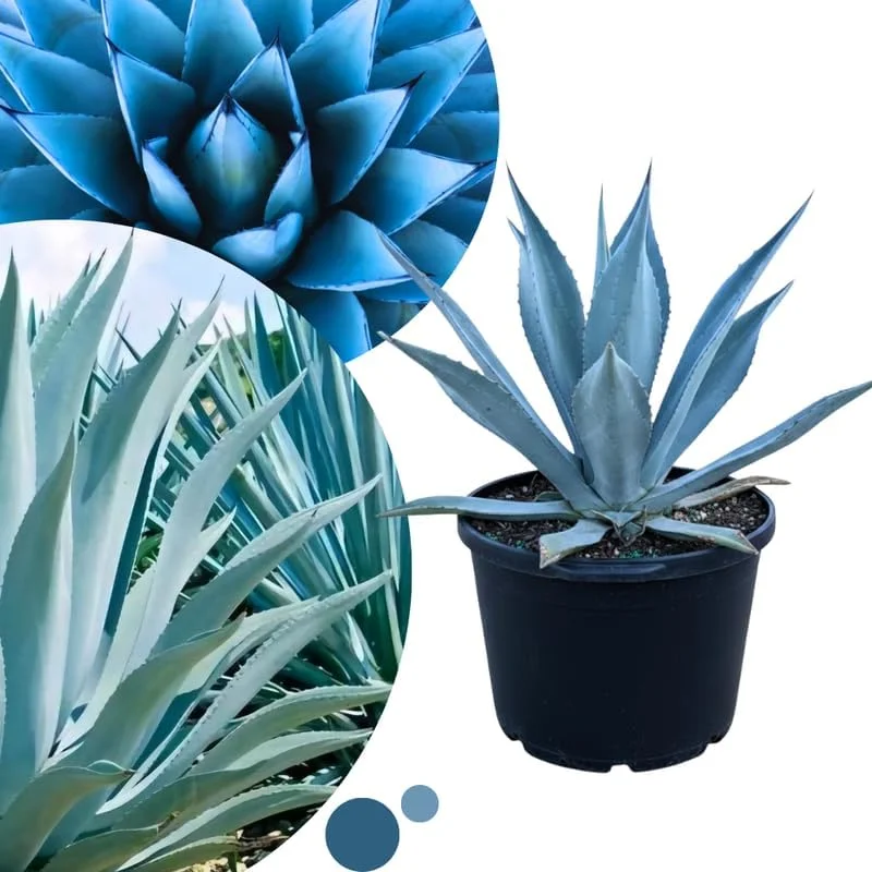 Blue Agave Live Plant - Hardy Succulent, 1.5-2 Ft Tall in 3 Gallon Pot - Image 1