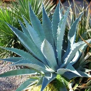 Blue Agave Live Plant – Hardy Succulent – 6-8 Inch Tall – Outdoor Landscape - Image 7