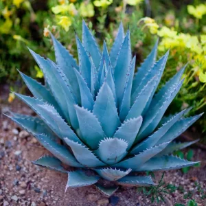 Blue Agave Plant Live Succulent - 1.5-2 Feet Tall, 3 Gallon Pot - Image 2