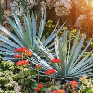 Blue Agave Plant Live Succulent - 1.5-2 Feet Tall, 3 Gallon Pot - Image 4