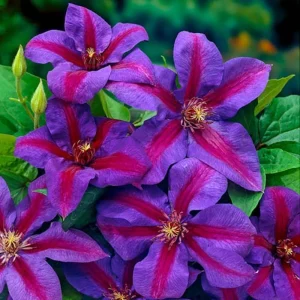 Blue Clematis Double Flower Vine Live Plant, 4-6 Inch Tall, 2.5 Inch Pot, Outdoor Perennial - Image 4