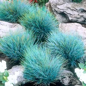 Blue Fescue Grass Live Ornamental Plant – Perennial Garden 5-10 Inch Tall - Image 2