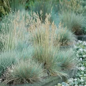 Blue Fescue Grass Live Plant - 2 Pots, 4-7 Inches, Hardy Ornamental Outdoor - Image 1