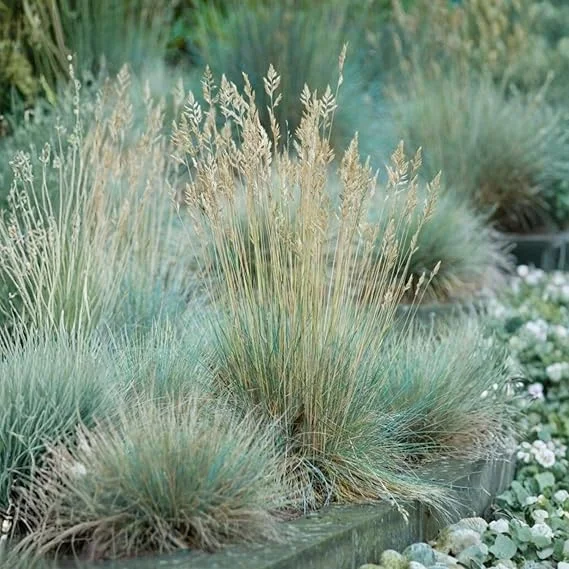 Blue Fescue Grass Live Plant - 2 Pots, 4-7 Inches, Hardy Ornamental Outdoor - Image 1