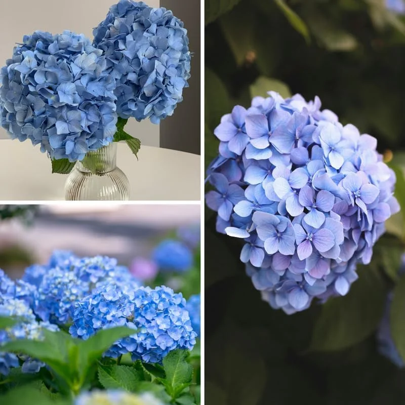 Blue Hydrangea Live Plant – 5-7 Inch Tall Well-Rooted Shrub – Blue Flowers - Image 2