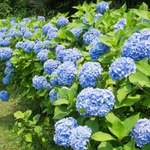 Blue Hydrangea Live Plant – 5-7 Inch Tall Well-Rooted Shrub – Blue Flowers - Image 6