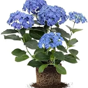 Blue Hydrangea Live Plant – Well-Rooted, Dormant, 5-7 Inch Tall – Blue Flowers – Outdoor Shrub - Image 2