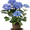 Blue Hydrangea Live Plant – Well-Rooted, Dormant, 5-7 Inch Tall – Blue Flowers – Outdoor Shrub - Image 1