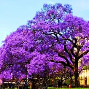 Blue Jacaranda Live Plant, Violet Mimosifolia Tree, 6-8 Inch Tall, Outdoor Flowering - Image 1