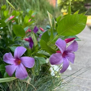 Blue Mandevilla Live Plant - Tropical Flowering Vine 5-9 Inch Tall - Image 3