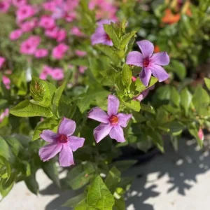 Blue Mandevilla Live Plant - Tropical Flowering Vine 5-9 Inch Tall - Image 4