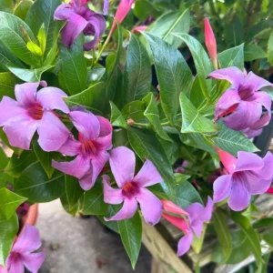 Blue Mandevilla Live Plant - Tropical Flowering Vine 5-9 Inch Tall - Image 5