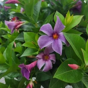 Blue Mandevilla Live Plant - Tropical Flowering Vine 5-9 Inch Tall - Image 1