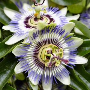 Blue Passion Flower Live Plant – Passiflora Vine – 5-7 Inch Tall Climbing Plant for Trellis - Image 1