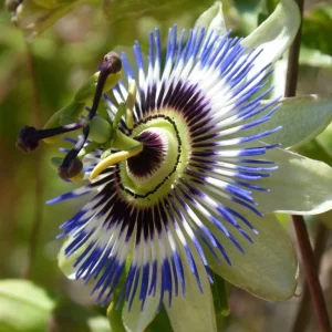 Blue Passion Flower Live Plant – Passiflora Vine – 5-7 Inch Tall Climbing Plant for Trellis - Image 3