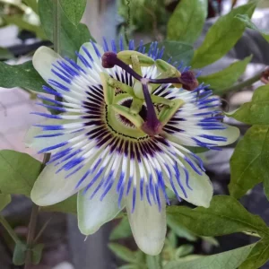 Blue Passion Flower Live Plant – Passiflora Vine – 5-7 Inch Tall Climbing Plant for Trellis - Image 4