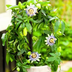 Blue Passion Flower Live Plant – Passiflora Vine – 5-7 Inch Tall Climbing Plant for Trellis - Image 7