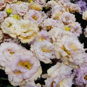 Blue Picotee Lisianthus Live Plants - 2 Pack, Plug Size, Texas Bluebell, 2-4