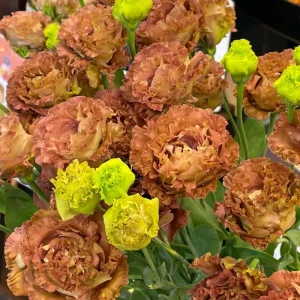 Blue Picotee Lisianthus Live Plants - 2 Pack, Plug Size, Texas Bluebell, 2-4