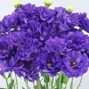 Blue Picotee Lisianthus Live Plants - 2 Pack, Plug Size, Texas Bluebell, 2-4" Tall Starter - Image 1