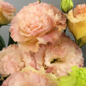 Blue Picotee Lisianthus Live Plants - 2 Pack, Plug Size, Texas Bluebell, 2-4