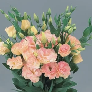 Blue Picotee Lisianthus Live Plants - 2 Pack, Plug Size, Texas Bluebell, 2-4