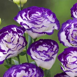 Blue Picotee Lisianthus Live Plants - 2 Pack, Plug Size, Texas Bluebell, 2-4