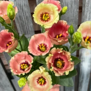 Blue Picotee Lisianthus Live Plants - 2 Pack, Plug Size, Texas Bluebell, 2-4