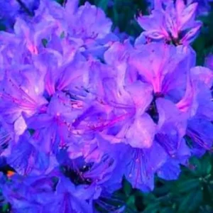 Blue Rhododendron Azalea Live Plant – Deciduous Bush for Full Sun - Image 1