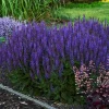 Blue Sage Salvia Live Plants - 3 Pack, 4-8" Tall, Blue-Purple Flowers, Outdoor Shrub - Image 1