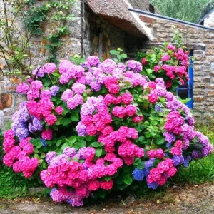 Blue to Pink Hydrangea Bush Live Plant, Shrub Tree, 4-9 Inches Tall, Dormant - Image 3