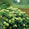 Blue to Pink Hydrangea Bush Live Plant, Shrub Tree, 4-9 Inches Tall, Dormant - Image 1
