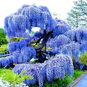 Blue Wisteria Live Plant 6-12
