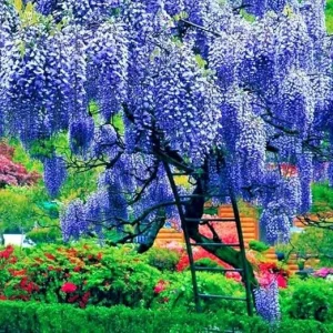 Blue Wisteria Live Plant, Vine, Tree, 4 Inch Pot, Outdoor - Image 3