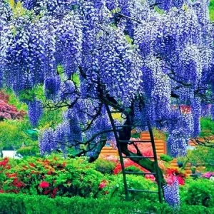 Blue Wisteria Live Plant, Vine, Tree, 4 Inch Pot, Outdoor - Image 4