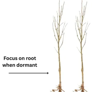 Blue Wisteria Tree Live Plant Seedling - 1 Year Old Outdoor Plant, 6-13