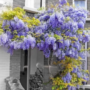 Blue Wisteria Tree Live Plant Seedling - 1 Year Old Outdoor Plant, 6-13