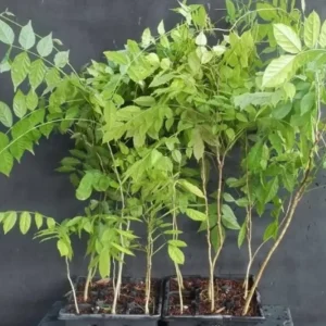 Blue Wisteria Tree Live Plant Seedling - 1 Year Old Outdoor Plant, 6-13