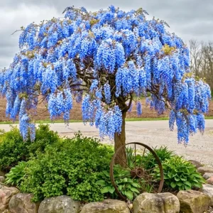 Blue Wisteria Tree Live Plant Seedling - 1 Year Old Outdoor Plant, 6-13