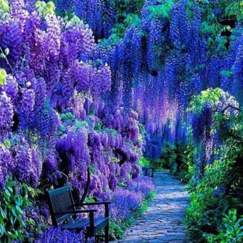 Blue Wisteria Vine Live Plant - 6-12" Tall, 2.5 Inch Pot, Fragrant Climber - Image 2