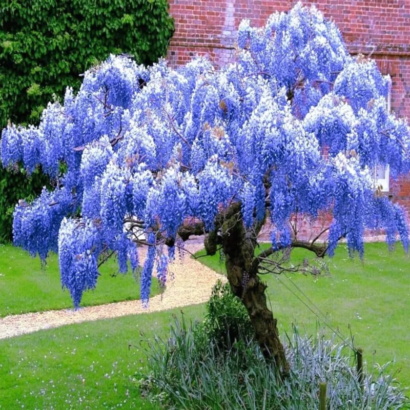 Blue Wisteria Vine Live Plant - 6-12" Tall, 2.5 Inch Pot, Fragrant Climber - Image 1