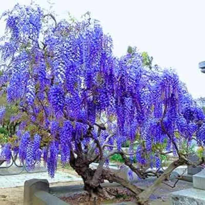 Blue Wisteria Vine Live Plant - 6-12" Tall, 2.5 Inch Pot, Fragrant Climber - Image 5