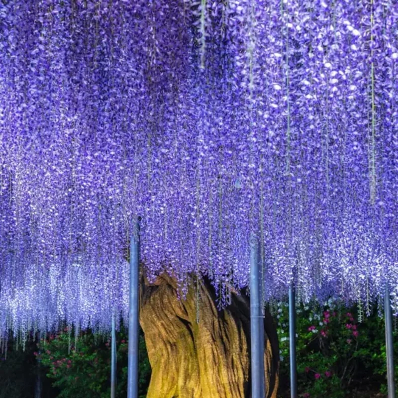 Blue Wisteria Vine Live Plant - 6-12" Tall, 2.5 Inch Pot, Fragrant Climber - Image 6