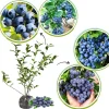 Blueberry Bush Live Plant, Top Hat Variety, 5-9 Inch Outdoor Fruit Tree - Image 1