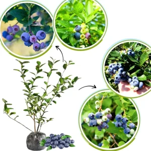 Blueberry Bush Live Plant, Top Hat Variety, 5-9 Inch Outdoor Fruit Tree - Image 2