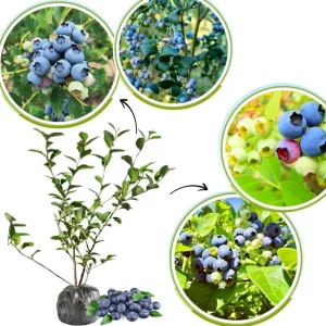 Blueberry Bush Live Plant, Top Hat Variety, 5-9 Inch Outdoor Fruit Tree - Image 3
